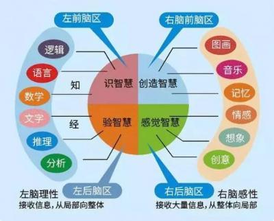 引领右脑带你详细了解右脑开发理论 